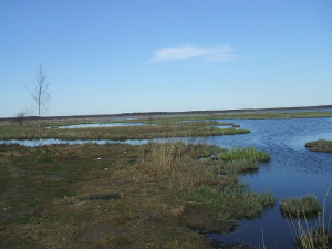 800px-Сестрорецк_СПб_Устье_Сестры_в_болоте