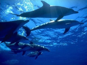delfiny