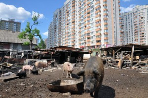 dvor_08