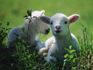 lambs