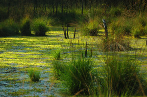 Lütt-Witt_Moor-2